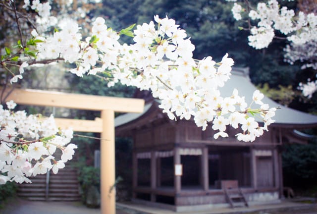 糸島の桜